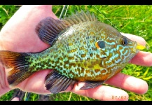 Pumpkinseed