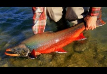 Arctic Char - Salvelino Alpino