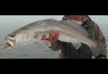 Spotted sea trout