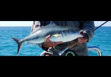 Western Australian Salmon