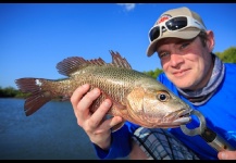 Mangrove Jack - Red Snapper