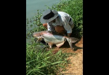 Mekong Giant Catfish