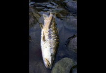 Mahseer