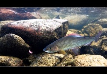 Grayling