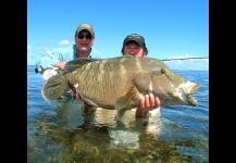 Pez Napoleón - Humphead Wrasse