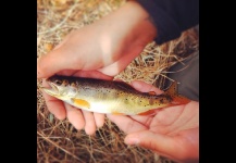 Apache trout