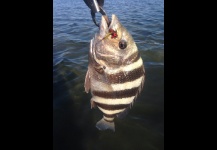 Sheepshead