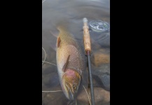 Fine Spotted Cutthroat