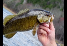 Bass de boca chica