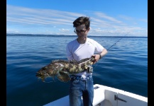 Lingcod