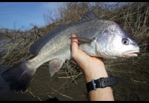 Freshwater Drum