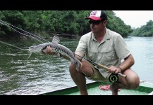 Barred Shovelnose Catfish