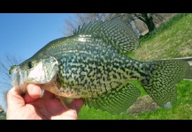 Crappie