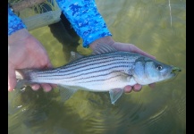 Striper