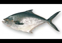 Palometa Argentina