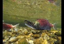 Sockeye salmon