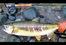 Chum salmon