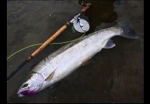 Steelhead