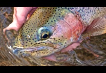 Rainbow trout