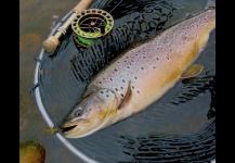 Brown trout