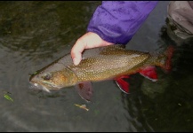 Brook trout