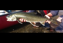 Lake trout