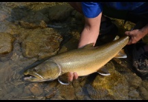 Bull trout