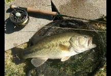 Largemouth Bass